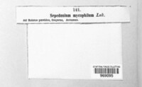 Hypomyces chrysospermus image